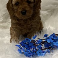 Cavapoo - Dogs