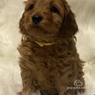 Cavapoo - Dogs