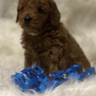 Cavapoo - Dogs