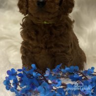 Cavapoo - Dogs