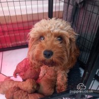 Cavapoo - Both