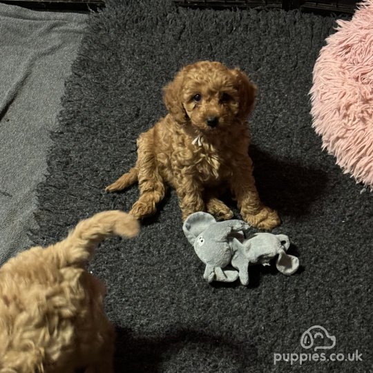 Cavapoo - Both