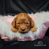 Cavapoo - Dogs