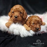 Cavapoo - Dogs