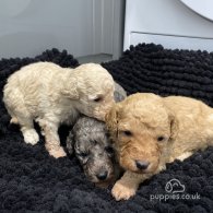 Cavapoo - Both