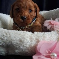 Cavapoo - Dogs