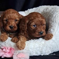 Cavapoo - Dogs