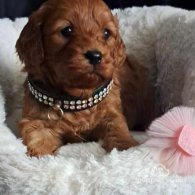 Cavapoo - Dogs