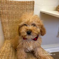 Cavapoo - Both