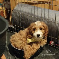 Cavapoo - Both