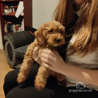 Cavapoo - Both