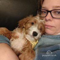 Cavapoo - Both