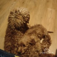 Cavapoo - Both