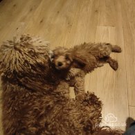 Cavapoo - Both