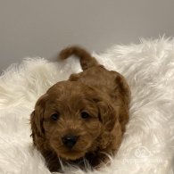 Cavapoo - Dogs