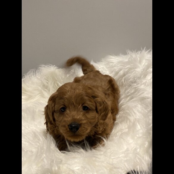 Cavapoo - Dogs