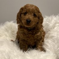 Cavapoo - Dogs