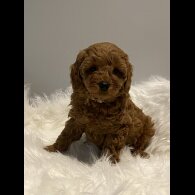 Cavapoo - Dogs