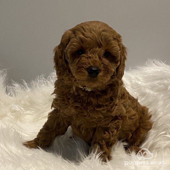 Cavapoo - Dogs