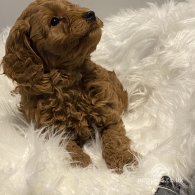 Cavapoo - Dogs