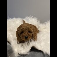 Cavapoo - Dogs