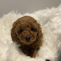 Cavapoo - Dogs