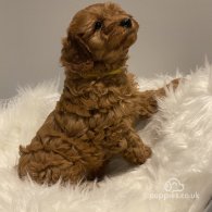 Cavapoo - Dogs