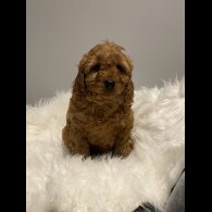 Cavapoo - Dogs