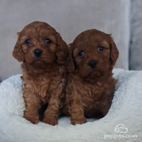 Cavapoo - Dogs