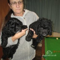 Cavapoo - Both