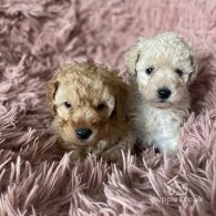 Cavapoo - Both