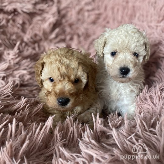 Cavapoo - Both