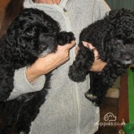 Cavapoo - Both