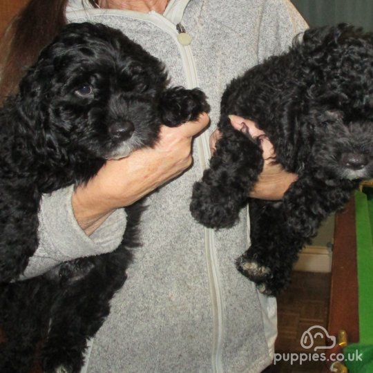 Cavapoo - Both