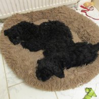 Cavapoo - Both