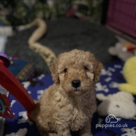 Cavapoo - Both