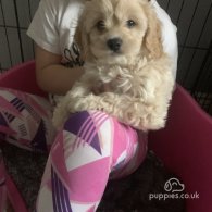 Cavapoo - Dogs