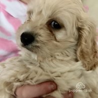 Cavapoo - Dogs