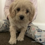 Cavapoo - Dogs