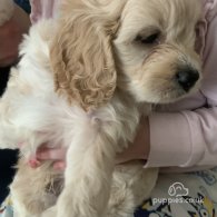 Cavapoo - Dogs