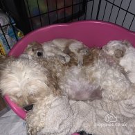 Cavapoo - Dogs