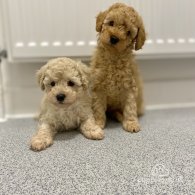 Cavapoo - Both