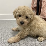 Cavapoo - Both