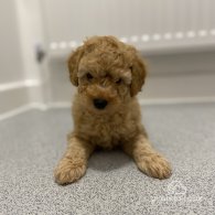 Cavapoo - Both