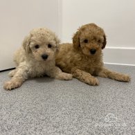 Cavapoo - Both