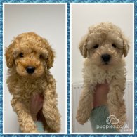 Cavapoo - Both