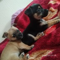 Chihuahua - Dogs