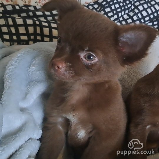 Chihuahua - Dogs