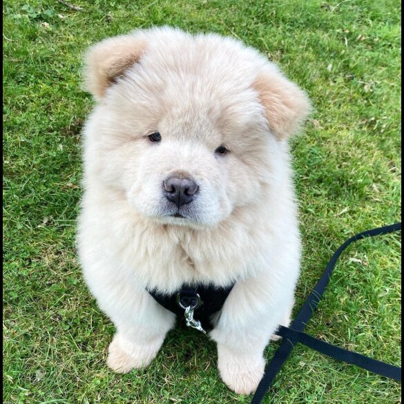 Chow Chow