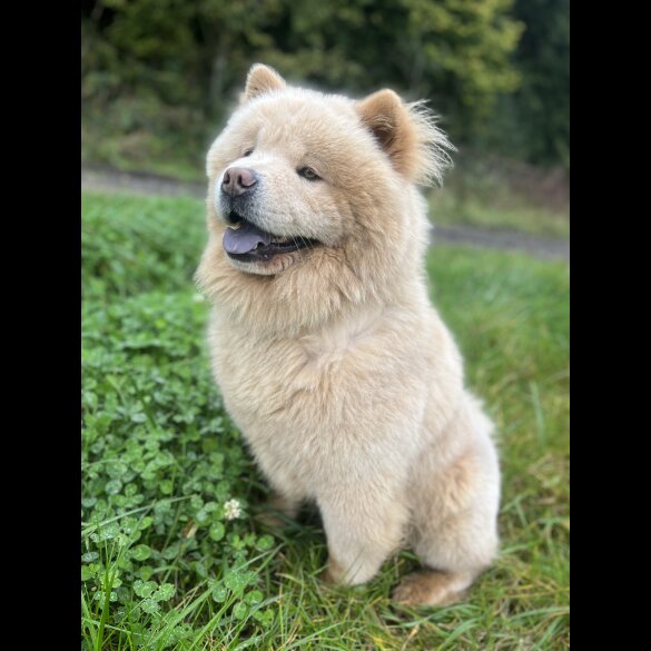 Chow Chow